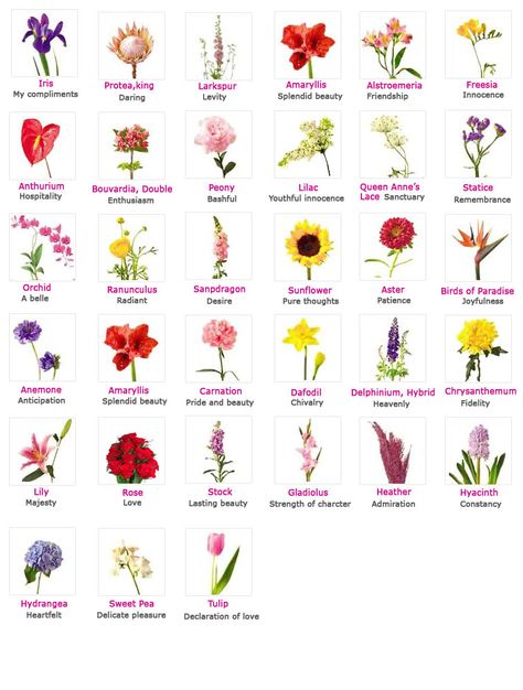 Flowers, Their Meanings, And Which Ones NOT To Give Your Valentine Flower Language Alphabet Tiktok, Types Of Flowers And Meanings, Different Flowers And Their Meanings, Flower Charts, Flowers Language, Flowers Meanings, Flowers And Their Meanings, Meaningful Flowers, Flower Dictionary