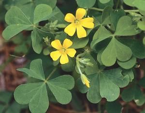 Yellow Wood Sorrel “Bermuda buttercups” “sourgrass” Yellow Wood Sorrel, Oxalis Acetosella, Sorrel Plant, Clover Plant, Wild Foraging, Wood Sorrel, Backyard Plants, Yellow Wood, Plant Problems