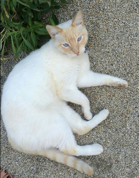 White Siamese Cats, Flame Point Cat Aesthetic, Flame Point Cats, Red Point Siamese, White Cat With Orange Spots, Siamese Flame Point, Flame Point Siamese, Flame Point Siamese Cats, Fire Point Siamese Cat