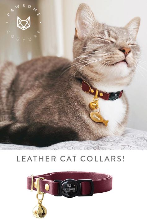 Couture, Cat Collar Pattern, Fancy Cat Collar, Cat Collar Necklace, Collar Ideas, Cats Accessories, Dog Collar Charms, Personalized Leather Dog Collar, Cat Skin