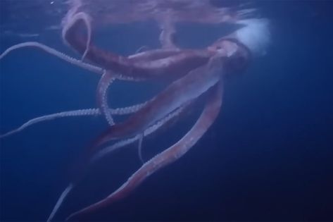 Divers Capture Rare Footage of Live Giant Squid Off of Japan's West Coast Check more at https://newscnnn.com/divers-capture-rare-footage-of-live-giant-squid-off-of-japans-west-coast/ Humboldt Squid, Deep Sea Squid, Colossal Squid, Deadly Animals, Giant Squid, Albino Animals, Deep Sea Creatures, Beautiful Sea Creatures, Adventure Of The Seas