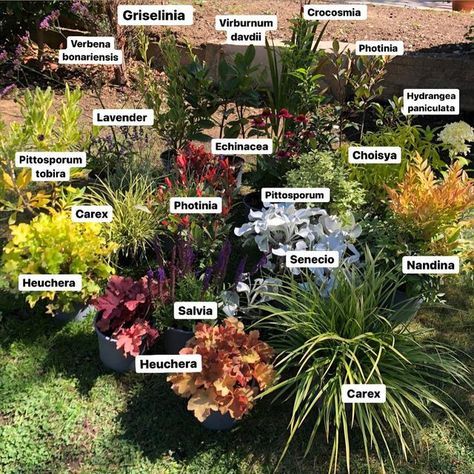 All Year Round Colour Garden Uk, All Year Round Garden, Plant Combinations Landscape Design, Garden Border Ideas Plants, Softscape Design, All Year Round Plants, Garden Combinations, Bridge Garden, Mr Plant