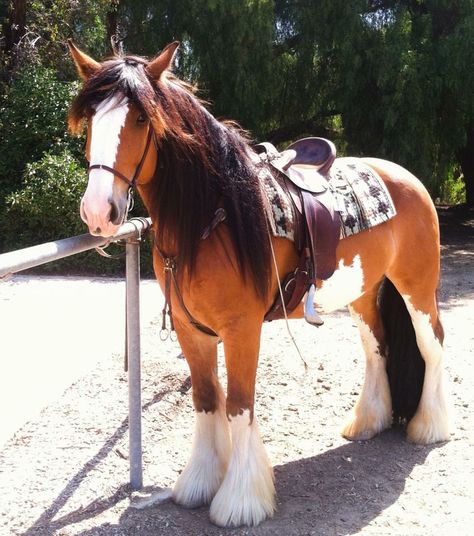 Show Jumping Horses, Cute Horse Pictures, Clydesdale Horses, Barrel Racing Horses, Rodeo Horses, Big Horses, Most Beautiful Horses, Horses And Dogs, Clydesdale