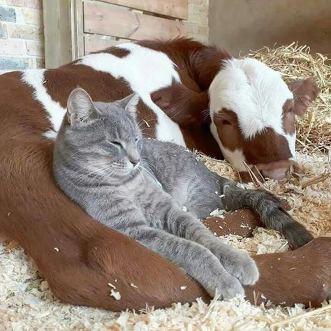 Unlikely Animal Friends, Fluffy Cows, Animals Friendship, Unusual Animals, Baby Cows, A Cow, Cute Cows, Cute Animal Pictures