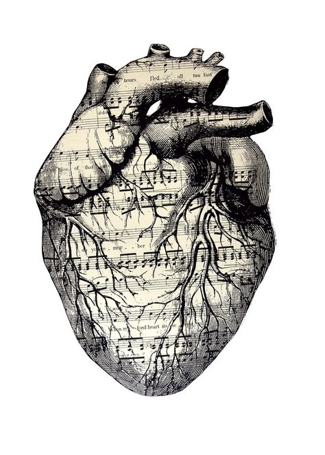 Art Musical, The Human Heart, Art Tumblr, Anatomical Heart, Human Heart, Musical Notes, Wow Art, Heart Art, Pics Art