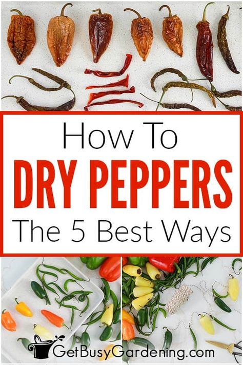 Air Drying Jalapenos, Dried Peppers Decoration, Dehydrating Peppers In Oven, Drying Hot Peppers In The Oven, How To Dehydrate Peppers In Dehydrator, Dehydrated Peppers Recipes, How To Dehydrate Peppers In Air Fryer, How To Dry Serrano Peppers, Dried Habanero Peppers