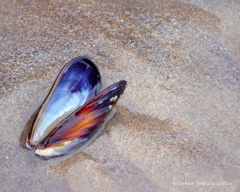 Mussels Aesthetic, Beach Girlies, Molluscs, Mussel Shell, Fish Wall Art, Painted Shells, Pearl Nails, Ap Art, Shell Art