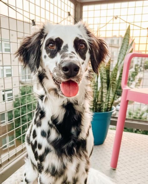 Long Haired Dalmatian, Dalmatian Puppy, Dalmatian Dog, Grooming Tips, Bear Dog, Pretty Dogs, Different Dogs, What The Heck, Baby Puppies