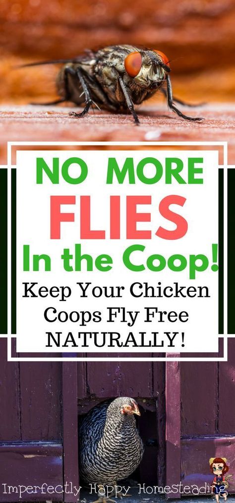 No More Flies in the Coop! Keep your chicken coops fly free naturally. Healthy backyard chickens are happy hens! Reban Ayam, City Chicken, Chicken Barn, Portable Chicken Coop, Chicken Tractors, Backyard Chicken Farming, Best Chicken Coop, Raising Backyard Chickens, Chicken Coop Designs