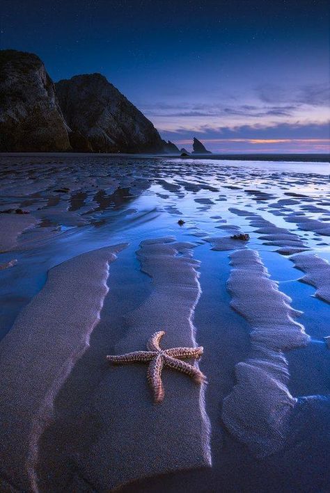 Beach At Night, Starfish, At Night, The Beach, Water