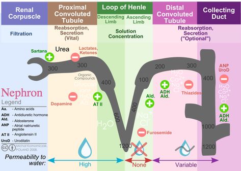 Anatomy And Physiology Study, Renal Physiology, Physiology Study, Loop Of Henle, Kidney Anatomy, Np School, Urinary System, Pharmacy School, Nursing School Studying