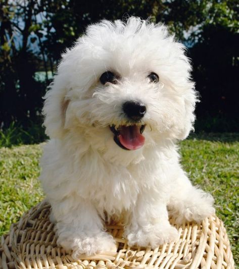 20 Dogs Mixed With Poodles - The Paws Bichon Poodle Mix, Poodle Mix Breeds, Poodle Mix Puppies, Bichon Dog, Bichon Frise Dogs, French Poodles, Tapeta Galaxie, Poodle Mix, Poodle Puppy