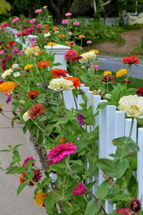 Flowers Around Gazebo, Flowers In Front Of Fence, Flower Garden By Fence, Fenced Flower Garden Ideas, Secret Flower Garden, White Fence With Flowers, Zinnia Flower Garden, Whimsical Flower Garden, Flower Garden Fence Ideas