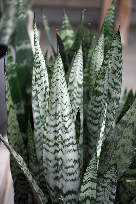 Snake Plant (Sansevieria trifasciata) at Longfellow's Greenhouses Waterville Maine, Mother In Law Tongue, Sansevieria Trifasciata, Winter Outdoors, Plant Guide, Soil Ph, Growing Indoors, Snake Plant, Greenhouses