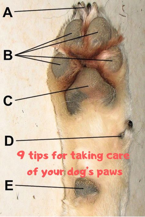 Paw care is important for the health of your dog! Paws need lots of taking care: learn how with these 9 tips and master how to handle paw care. Keep your dogs' feet clean and healthy, read on! Paw Care, Dog Remedies, Dog Information, Dog Facts, Dog Info, Dog Care Tips, Pet Hacks, Labradoodle, Dog Health