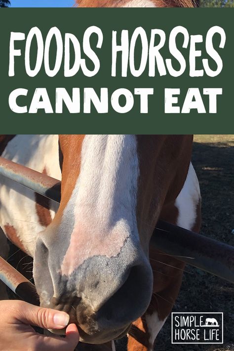 Homemade Horse Feed Recipes, Treats For Horses, Caring For Horses, Horse Basics, Healthy Horse Treats, Horse Snacks, Horse Needs, Diy Horse Stuff, Horse Stuff