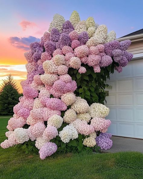 Hydrangeas Aesthetic, Bigleaf Hydrangea, Tattoo Plant, Hydrangea Macrophylla, Nothing But Flowers, Flower Therapy, Vibrant Purple, Beach Gardens, Pretty Plants