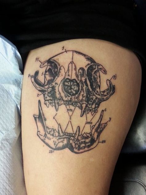 Something Well Diagram Tattoo, Cat Skull Tattoo, Skull Thigh Tattoos, Anatomical Tattoos, Anatomy Tattoo, Engraving Tattoo, Thigh Tattoo Designs, Creative Tattoo, Skeleton Tattoos