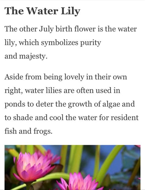 Water Lily Symbolism, Waterlily Meaning, Water Lily Meaning, Lily Meaning, July Birth Flower, Flower Language, Paint Flowers, Magic Herbs, Birth Flower Tattoos