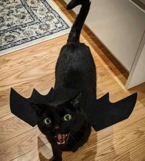 Cats With Costumes, Happy Black Cat, Vampire Cat, Bat Costume, Cat Halloween Costume, Söt Katt, A Black Cat, Cute Black Cats, Cat Costumes