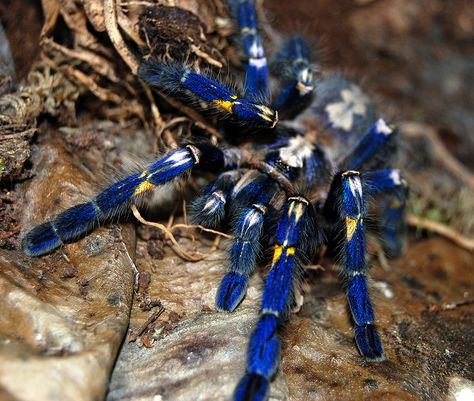 Poecilotheria metallica; the Gooty Sapphire Ornamental Tarantula. Poecilotheria Metallica, Blue Tarantula, Akhal Teke, Unusual Animals, Creepy Crawlies, Rare Animals, Arthropods, Endangered Animals, Animal Species