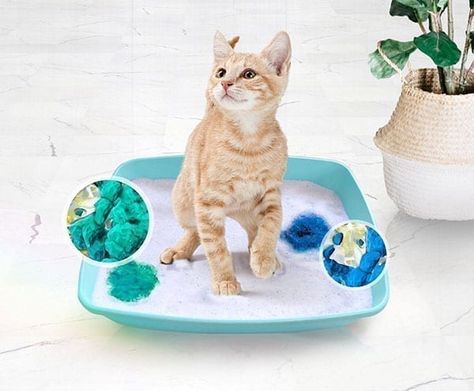 From Litter Box Woes To Fatigue, How Cats Say They Don't Feel Their Best Litter Box Smell, Pretty Litter, Metabolic Acidosis, Pet Essentials, Cat Urine, Seafood Salad, Cat Parenting, Animal Care, Cat Health