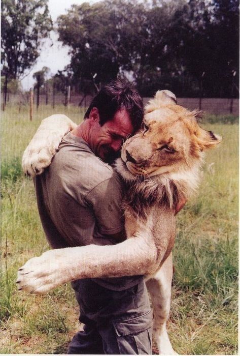 Lion recognizes owner!! Owner raised baby lion since birth... Once fully grown, owner sent his lion to the wild... And returned a year later... He approached the lion.. The lion ran towards him and gave him a big hug!! ❤️ Supraviețuire Camping, Gato Grande, Kevin Richardson, A Lion, 영감을 주는 캐릭터, 인물 사진, Nature Reserve, 귀여운 동물, Animals Friends