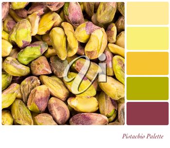 Royalty Free Photo of a Pistachio Nut Colour Palette Pistachio Nut, Soft Autumn Palette, Permutations And Combinations, Pistachio Color, Autumn Palette, Pistachios Nuts, Color Dream, Soft Autumn, Wall Paint Colors