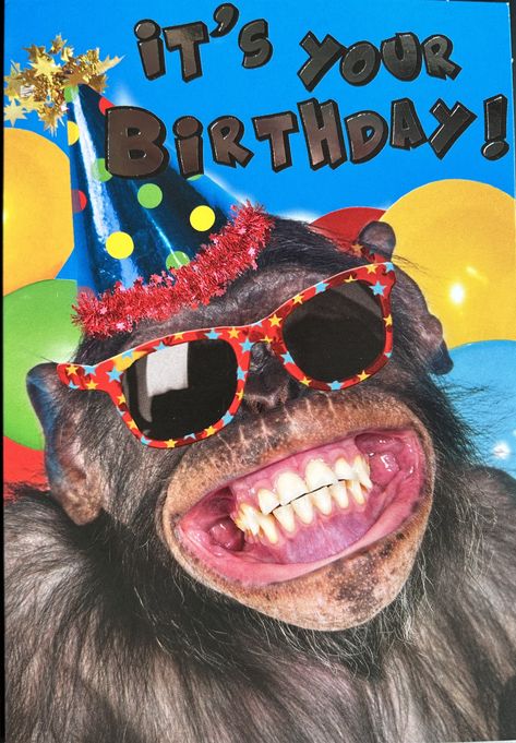 Steve It’s time to party! Have a great day, happy birthday Ken and Tracey  x Happy Birthday Wishes Comedy, Funny Animal Birthday Wishes, Silly Happy Birthday, Funny Wishes, Cat Birthday Memes Funny, Happy Birthday Animal Memes, Funny Cat Birthday Meme Hilarious, Birthday Memes, Monkey Birthday