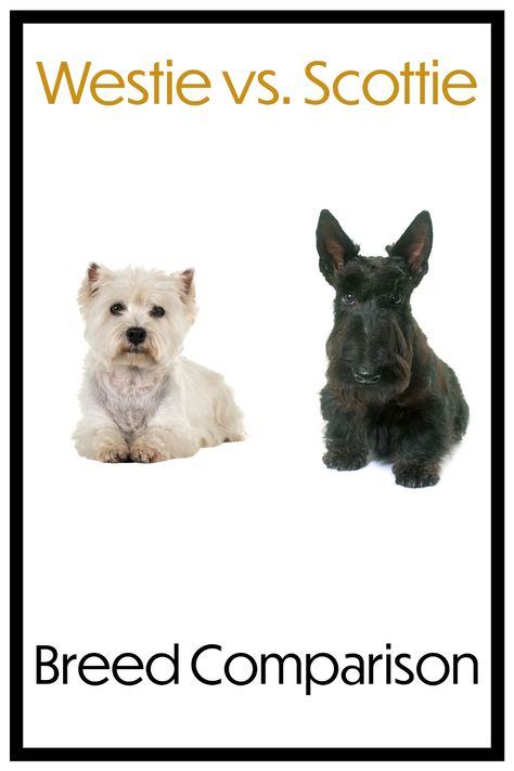 Westie vs. Scottie Breed Comparison [What’s the Difference?] Westies Puppies, Westie Grooming, Westies Dogs, Scottie Dog Puppy, West Highland Terrier Puppy, Scottish Dog, Scottie Puppies, Scottish Terrier Puppy, West Terrier