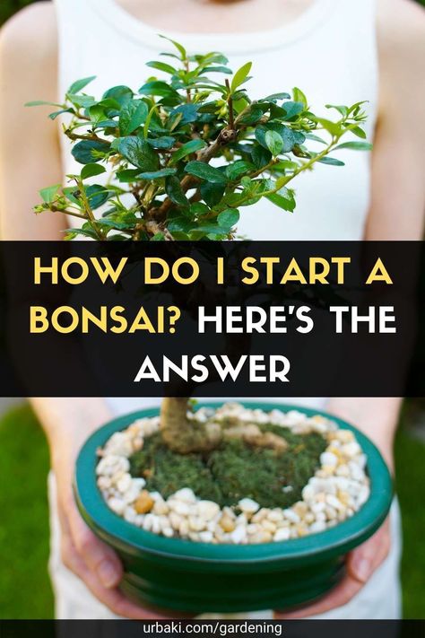 How To Grow A Bonsai Tree From Seed, How To Start A Bonsai Tree, How To Grow A Bonsai Tree, How To Make Bonsai Tree At Home, How To Make Jade Plant Bonsai, Bonsai Plants How To Grow, How To Make A Bonsai Tree, Bonsie Tree Bonsai Plants, Jade Bonsai For Beginners