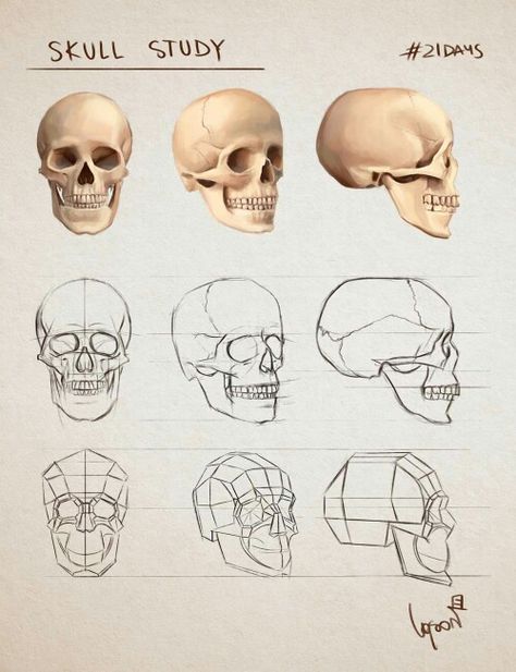 Skull Studies Drawing, Skeleton Study Drawing, Human Skull Anatomy Drawing, Human Skull Anatomy Study, Skull Art Anatomy, Skull Study Anatomy, Skulls Drawing Reference, Human Skull Reference Drawing, Skull Art Study