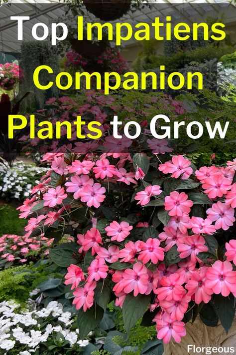 Impatiens Plants Plants For Pots In Shade, Inpatients Flowers In Pots, Impatient Flower Pot Ideas, Impatients Flowers Pots, Impatients Flowers Beds Ideas, Impatients Flowers Landscape, Sunpatiens Container Ideas, Sunpatiens Landscapes, Sun Impatients Flowers