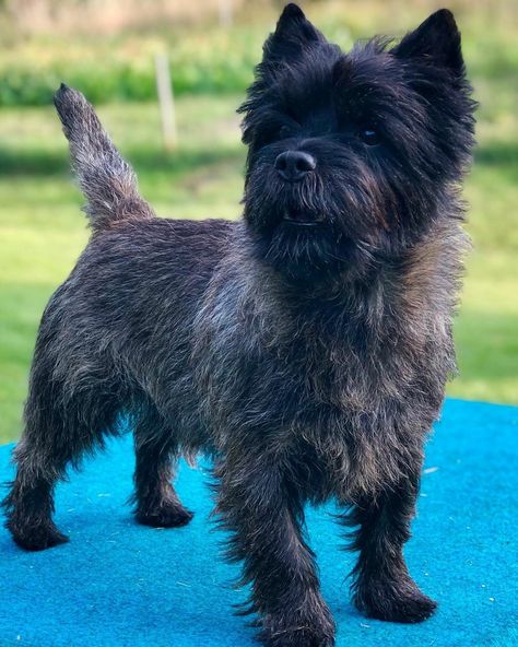 Brindle Cairn Terrier, Carin Terrier Haircut, Cairn Terrier Grooming, Carin Terriers, Terrier Haircut, Carin Terrier, Cairn Terriers, Dream Dog, Cairn Terrier