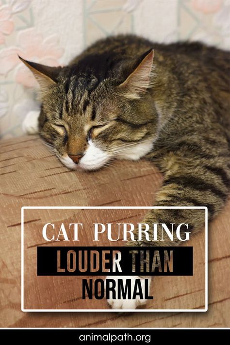 Is your cat purring louder than normal? Find out possible reasons for this strange behavior. Cat Dog Illustration, Cat Purring, Why Do Cats Purr, Cat Parents, Parents Love, Cat Purr, Mother Cat, Dog List, Cat Care Tips