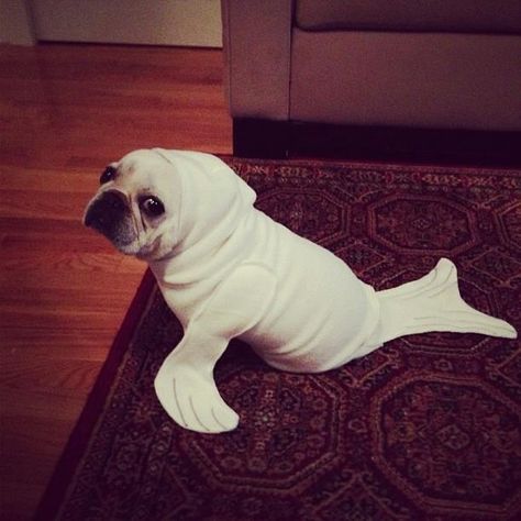 Ladies and gents, meet Beluga the seal-pup - Imgur Dogs Pics, Anjing Pug, Pretty Dog, Dog Video, Seal Pup, Baby Seal, Pet Halloween Costumes, Beautiful Dog, Dog Halloween Costumes