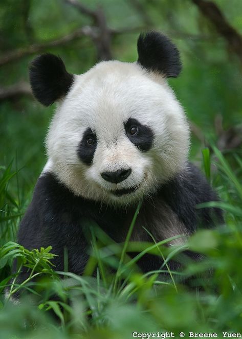 Smiling Panda Panda Portrait, Cuddle Puddle, Panda Bebe, Smiling Animals, Baby Panda Bears, Panda Lindo, Panda Bears, Lovely Animals, Panda Love