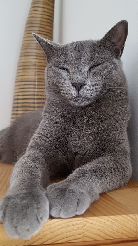 Russian Blue Cat Aesthetic, Blue Russian Cat, Russian Blues, Korat Cat, Russian Blue Kitten, I Miss My Cat, Russian Cat, Gray Cats, Blue Drawings