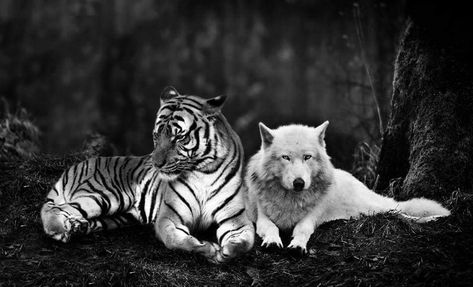 Wolf And Tiger, Symbols Animals, Tiger Love, Wolf Images, Tiger Painting, Wolf Wallpaper, Wolf Love, Pet Tiger, Beautiful Wolves