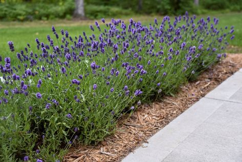 Sweet Romance Lavender, Lavender Companion Plants, English Lavender Plant, Rose Companion Plants, Yarrow Plant, Lavender Varieties, Allium Flowers, Garden Problems, Companion Plants