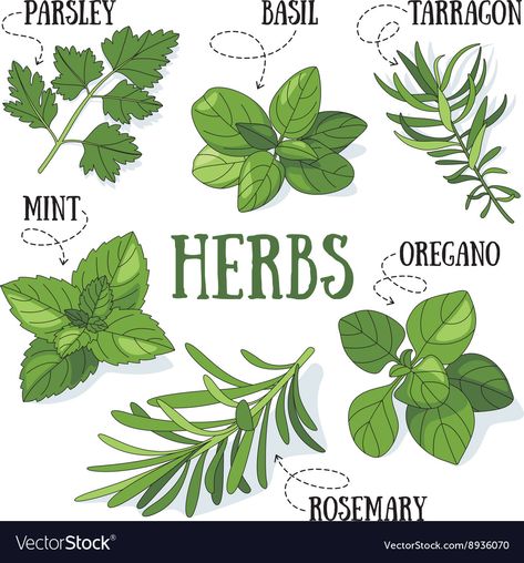 Simple Herb Drawing, Herbs Drawing Simple, Herbs Pictures, Herbs Drawing, Simple Abundance, Herb Illustration, Wine Bottle Photography, Herbs Image, Mint Green Wallpaper Iphone