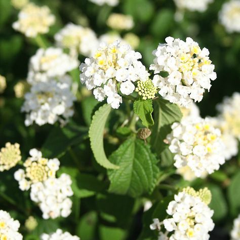 lantana white White Lantana, Lantana Plant, Pot Gantung, Lantana Camara, Beautiful Outdoor Living Spaces, Hardiness Zones, California Garden, Perennial Shrubs, Moon Garden