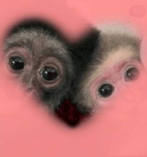 Animal Wallpaper Aesthetic, Cute Monkey Pictures, Baby Monkeys, Monkey Pictures, Animal Print Wallpaper, Funny Animal Photos, Goofy Pictures, Monkeys Funny