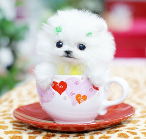 Teeny tiny pups in wee little cups. They're almost too cute to bear, but you look like you can handle it. Teacup Dog Breeds, Cute Teacup Puppies, Tea Cup Dogs, Fluffy Puppies, Tiny Puppies, Cute Little Puppies, Teacup Puppies, Small Puppies, Cute Dogs And Puppies