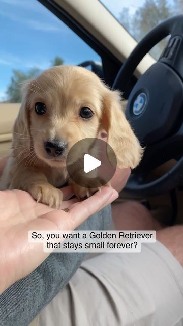 Golden Retriever Dachshund, Golden Dachshund, English Cream Dachshund, Mini Golden Retriever, Long Haired Miniature Dachshund, Puppy Things, First Puppy, Cream Dachshund, K9 Training