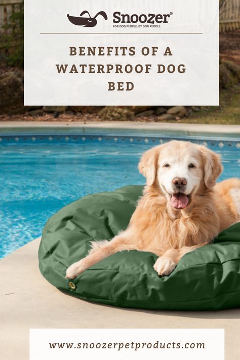 Durable Dog Bed, Waterproof Dog Bed, Outdoor Dog Bed, Washable Dog Bed, Water Bed, Dog Odor, Pet Advice, Dog People, Dog Blog