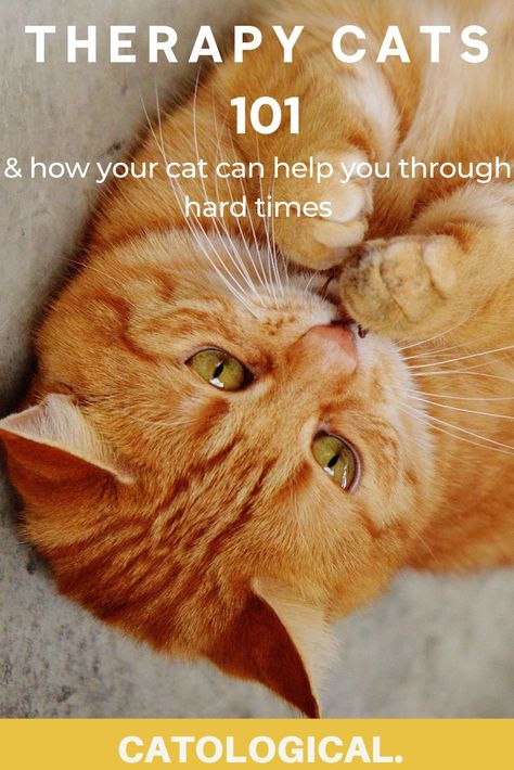 If you're interested in getting a therapy cat or trying to get your cat certified as a therapy animal, this guide is for you! Learn the basics on all therapy animals and how cats in particular must be trained! #CatTips #CatTraining #Cat101 #TherapyCat #TherapyAnimal #TherapyPet #EmotionalSupportAnimal #EmotionalSupportCat Cat Therapy, Kitty Care, Cat Behaviour, Cat Love Quotes, Kitten Treats, Cat Toilet Training, Cat Tips, Therapy Cat, Cats 101