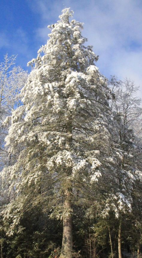 Snow covered Hemlock tree. Nature, Hemlock Tree, Trees Pictures, Artistic Tree, Tree Types, Palm Tree Pictures, Tree Pictures, Sequoia Tree, Tree Species