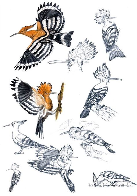 Eurasian Hoopoe, Hoopoe Bird, South African Birds, Bird Sketch, Animal Illustration Art, Bird Artwork, Animal Sketches, Exotic Birds, Birdwatching