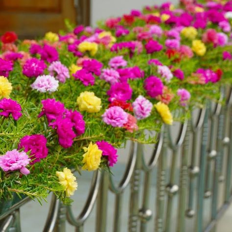 Portulaca (Mossrose) Flowers on A Beautiful Railing | flower | Portulaca (Mossrose) Flowers on A Beautiful Railing 💕 | By Balcony Garden Ideas Portulaca Flower Tattoo, Portulaca Flowers Ideas, Balcony Garden Ideas, Portulaca Molokiniensis, Railing Planters, Garden Designs, Balcony Garden, Railing, Plastic Bottles